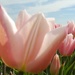 DSCN0485 Pink tulips and blue sky by marijbar