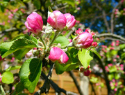 29th Apr 2017 - Apple Blossom