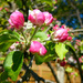 Apple Blossom by cmp