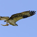 Osprey Flying with Fish 2 by jgpittenger
