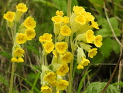 26th Apr 2017 - Cowslips