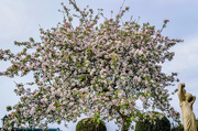 29th Apr 2017 - 100+ Year Old Apple Tree.