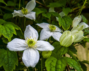 30th Apr 2017 - Clematis