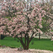 0425_0778 Magnificent Magnolia by pennyrae