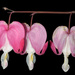 Bleeding Hearts by leonbuys83