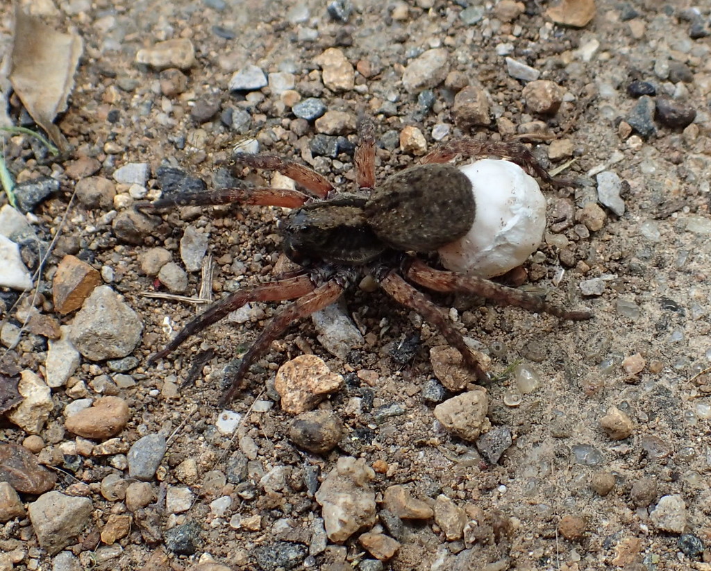 Wolf Spider and Egg by cjwhite