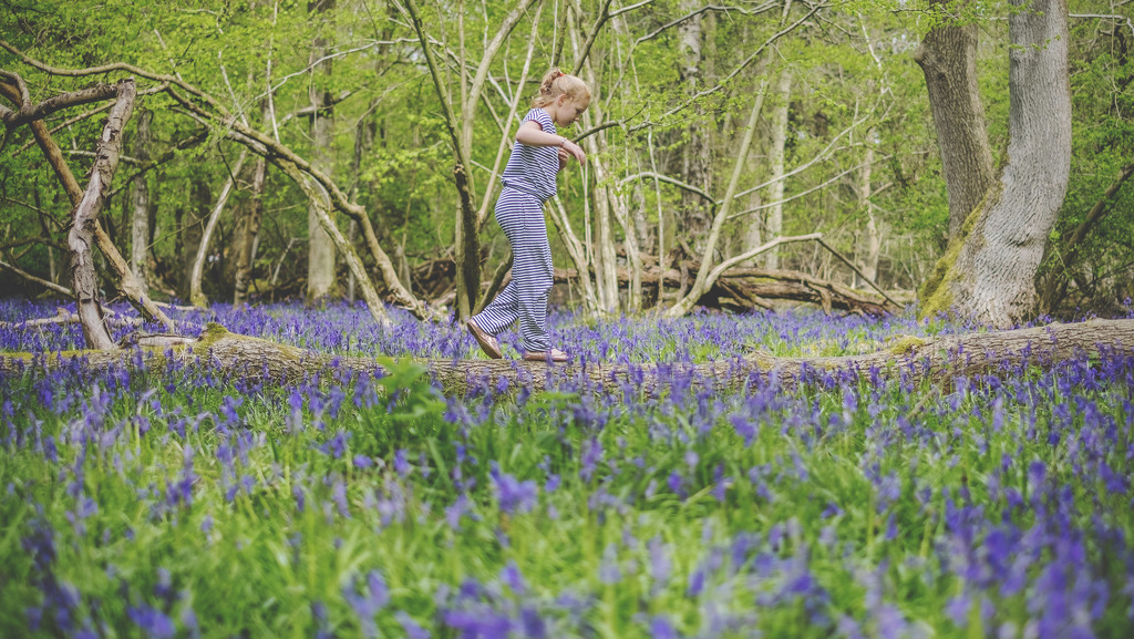 Day 120, Year 5 - Bluebell LouBell by stevecameras