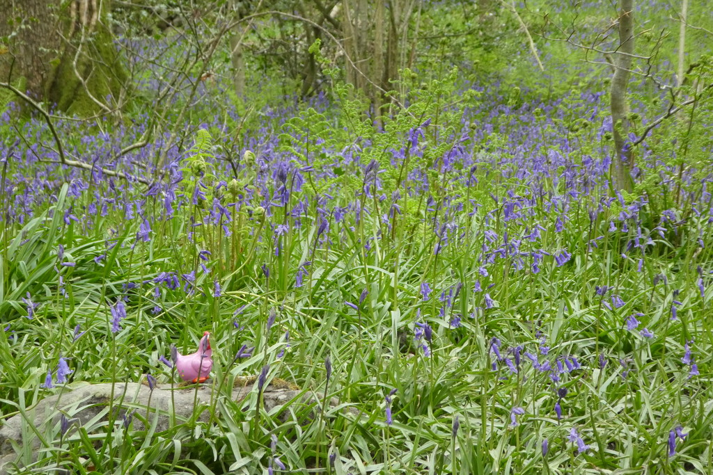 bluebell wood by anniesue