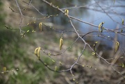 29th Apr 2017 - river birch...