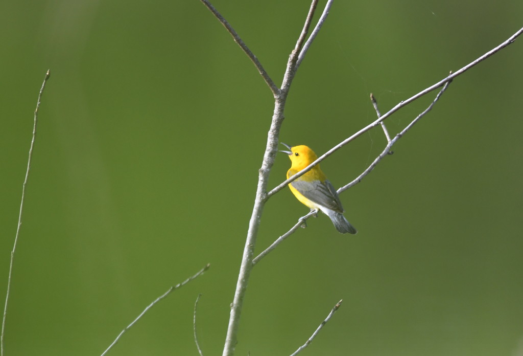 Prothonotary Warbler by kareenking