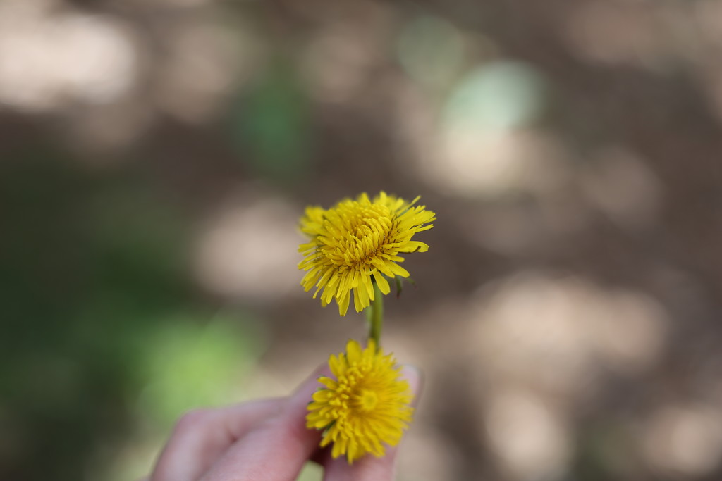 dandelion... by earthbeone