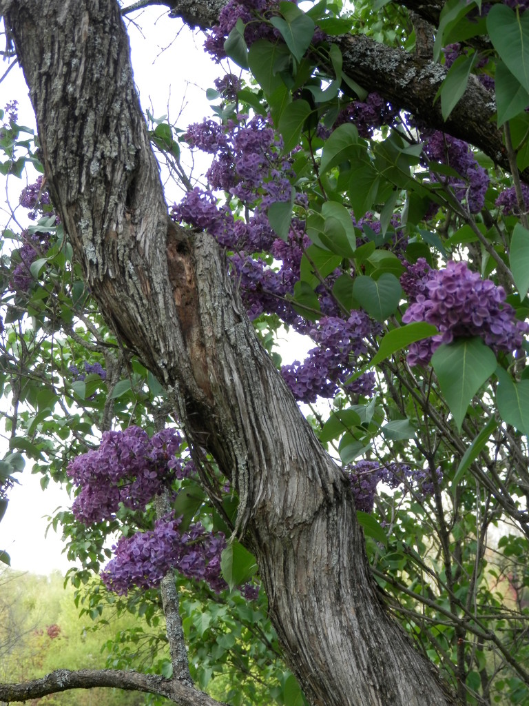 The neighbor's lilac bush by julie