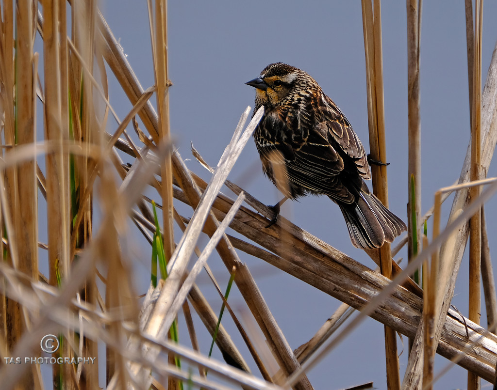 Female Red Wing Blackbird by tosee