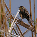 Female Red Wing Blackbird by tosee