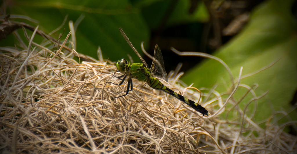 Dragonfly on the Moss! by rickster549