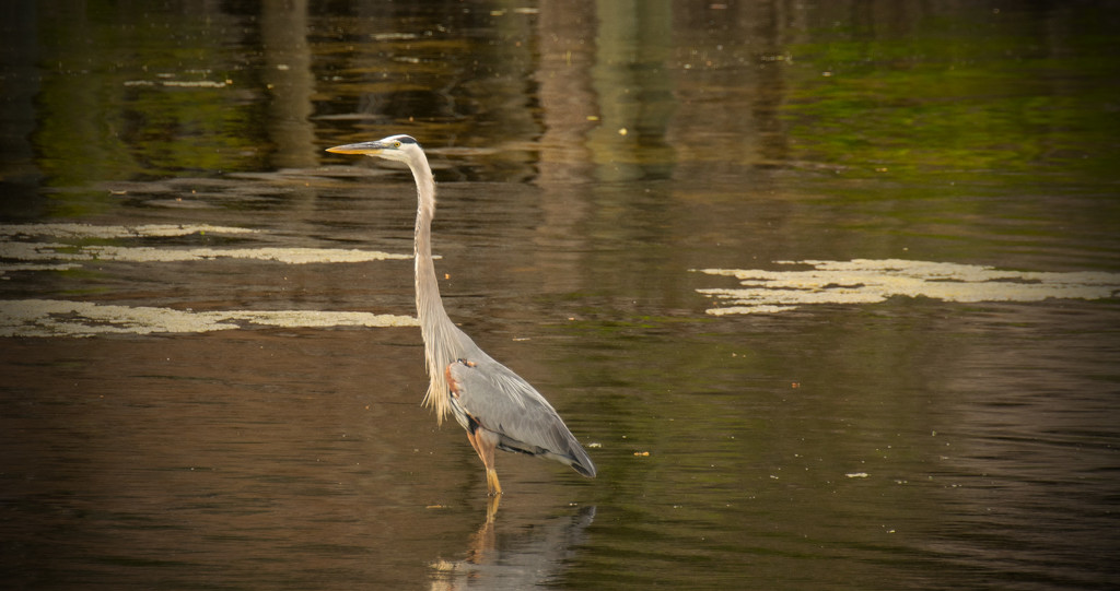 Blue Heron Out for a Stroll in the River! by rickster549