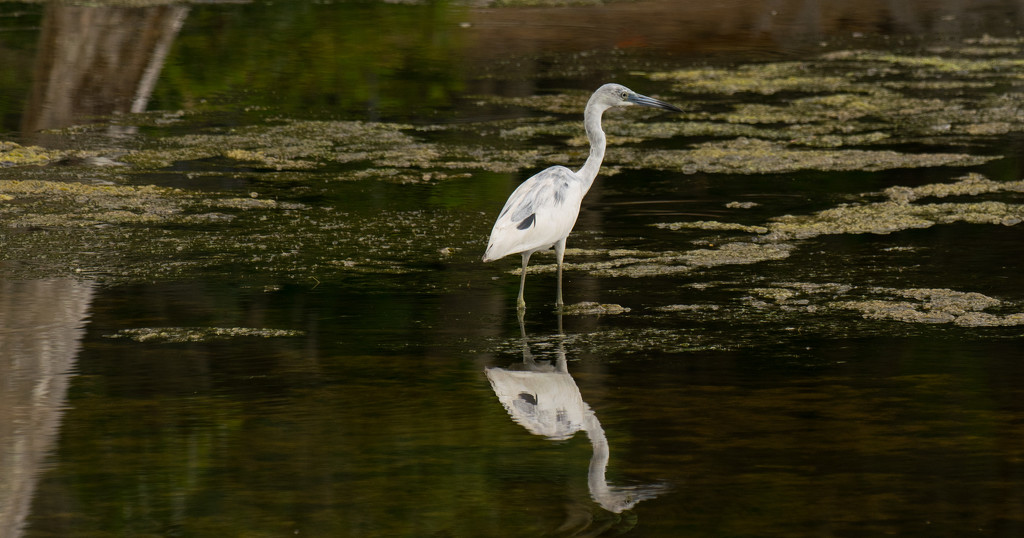 Little Blue Heron and Reflection! by rickster549