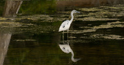 30th Apr 2017 - Little Blue Heron and Reflection!
