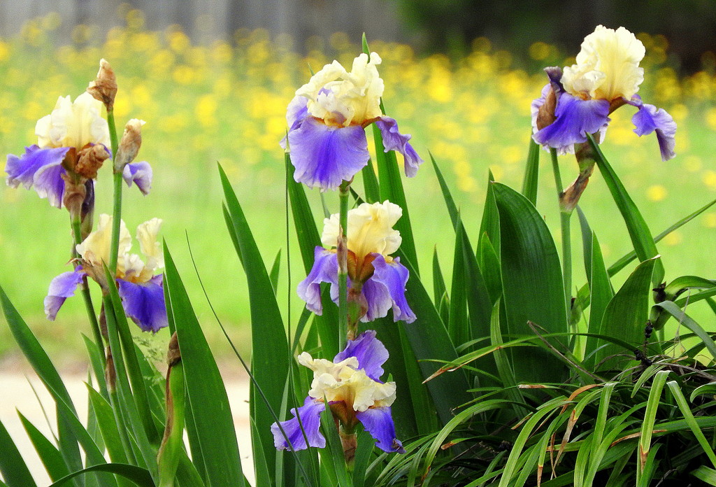 Bokeh-licious Irises by homeschoolmom