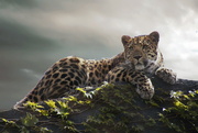 30th Apr 2017 - Leopard Cub 