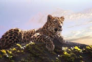 28th Apr 2017 - Leopard Cub