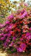 1st May 2017 - Bougainvillea thriving on the rain......