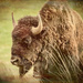 Buffalo Bull by 365karly1