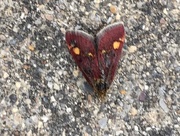 29th Apr 2017 - Minty Moth