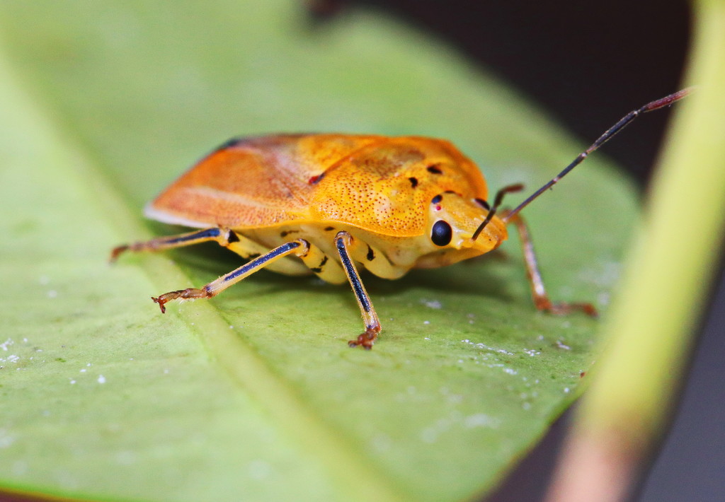 Yellow Stink Bug by terryliv