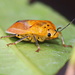 Yellow Stink Bug by terryliv
