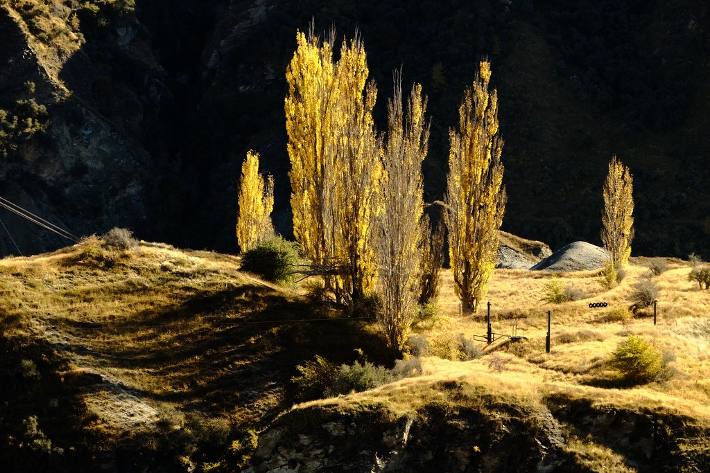 Poplars by dkbarnett