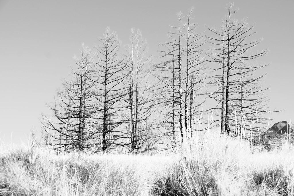 Dead Wilding Pines by dkbarnett