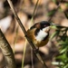 Eastern Spinebill by pusspup