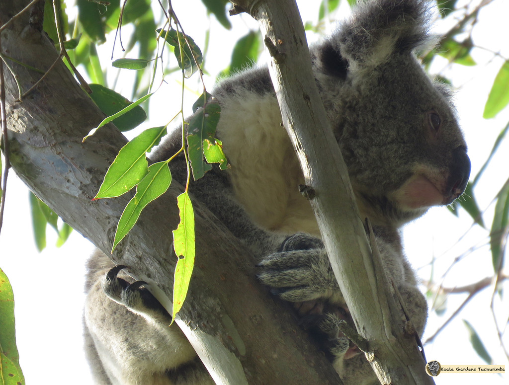 treasures by koalagardens