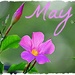 May by peggysirk