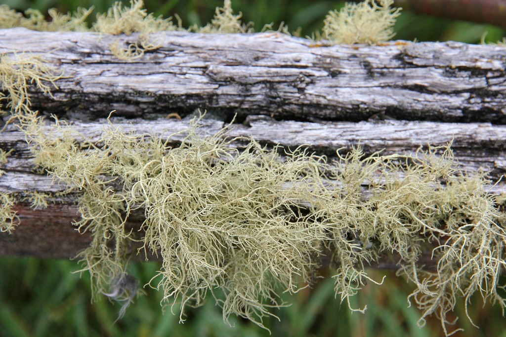 Hairy moss by leggzy