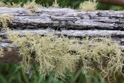 11th Apr 2017 - Hairy moss