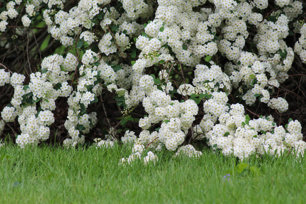 Draping spirea by mittens