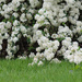 Draping spirea by mittens