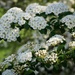 Close up of spirea blossoms by mittens