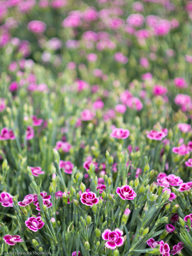 Dianthus "Pink Kisses" by atchoo