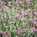 Dianthus "Pink Kisses" by atchoo