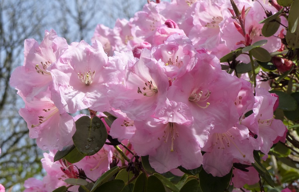 Pink Rhododendron Close-Up by susiemc