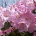 Pink Rhododendron Close-Up by susiemc