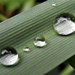 DSCN0514 Raindrops on a leaf by marijbar