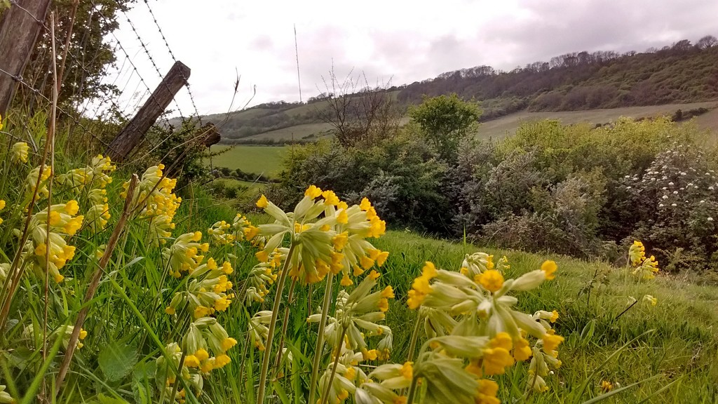 Cowslips by fbailey