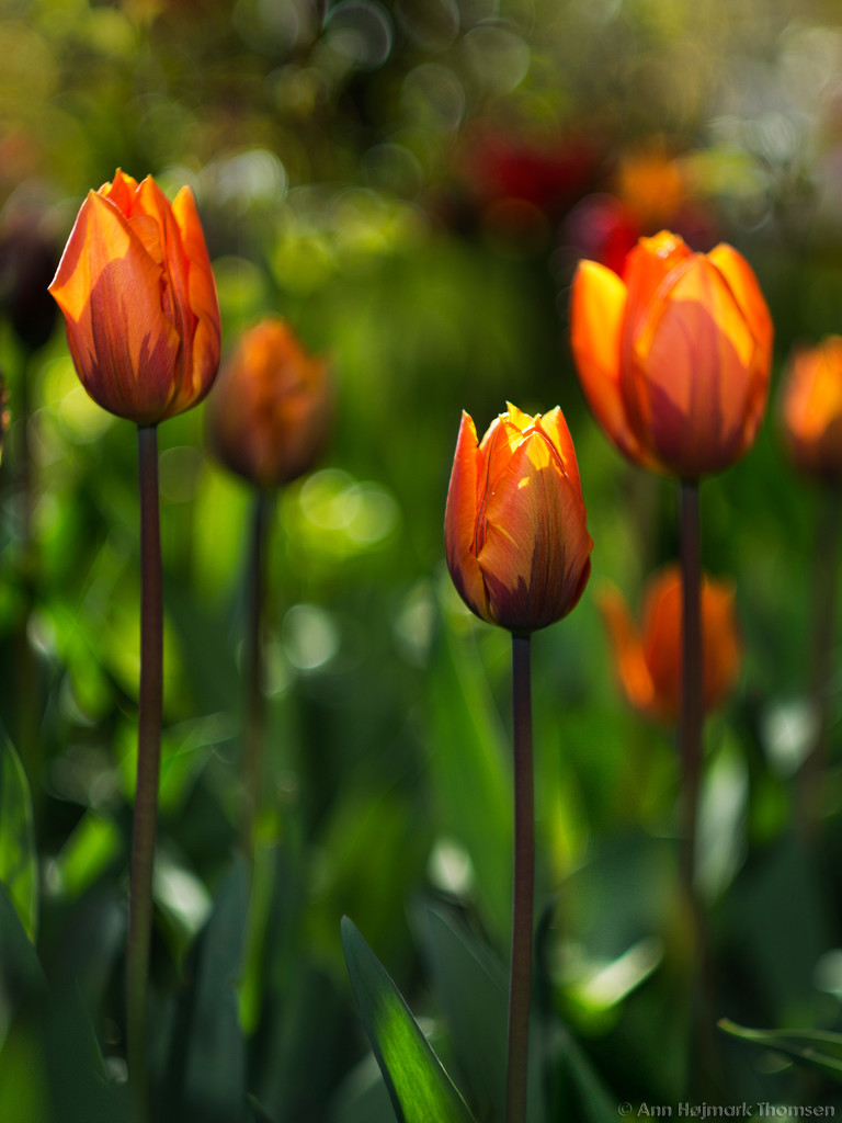 Tulips by atchoo