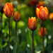 Tulips by atchoo