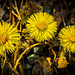 Tussilago by elisasaeter