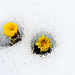 Tussilago coming up of the snow by elisasaeter